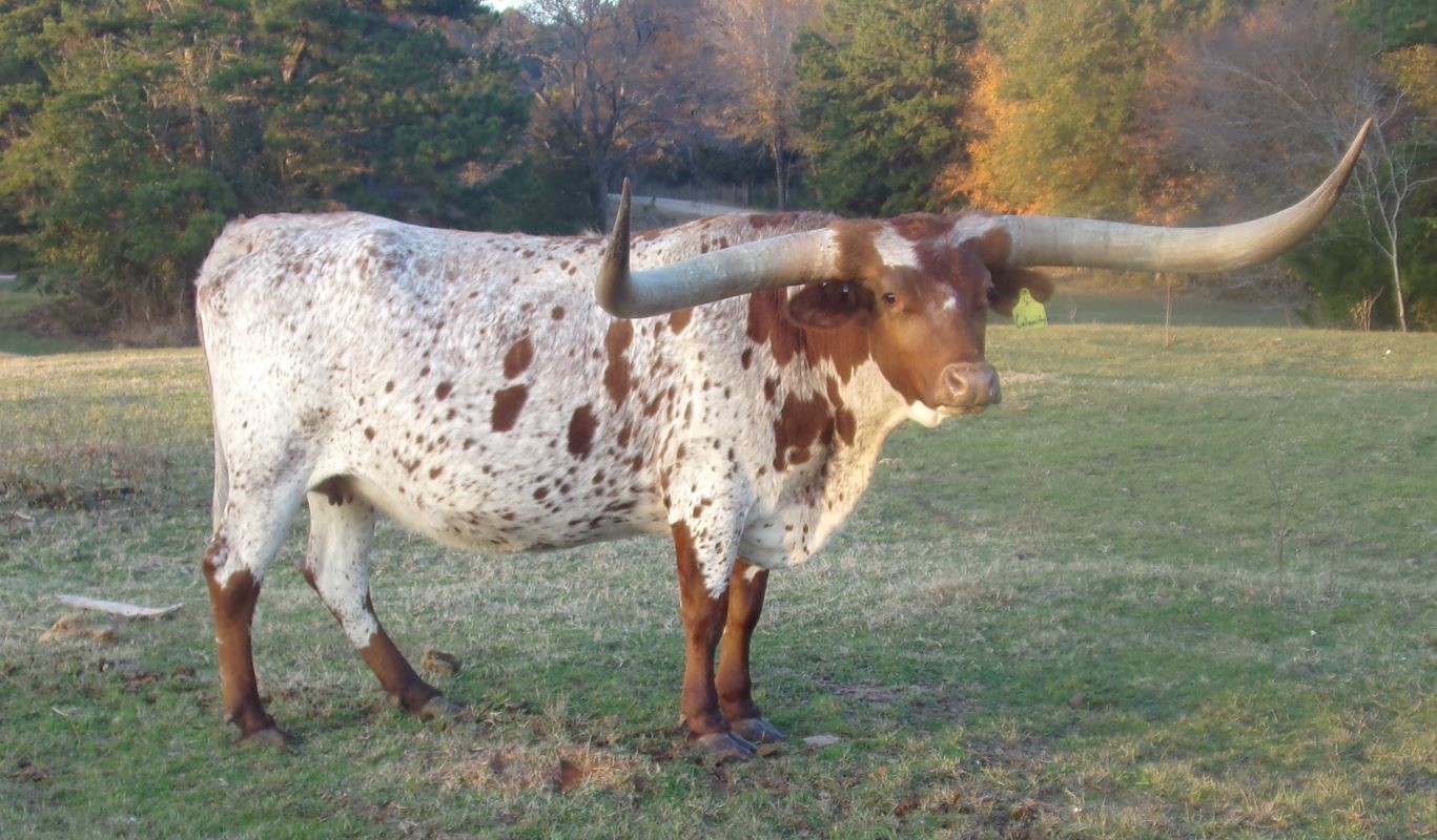Texas Longhorns