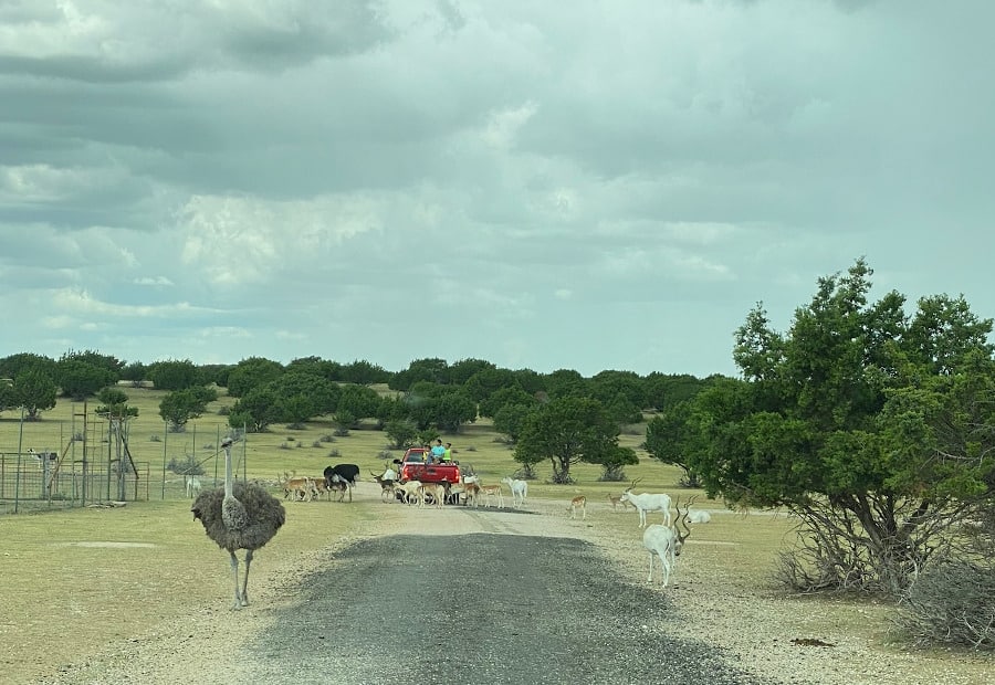 I was using trip advisor and yelp to find things. A Drive Through Safari... at Topsey Exotic Ranch!