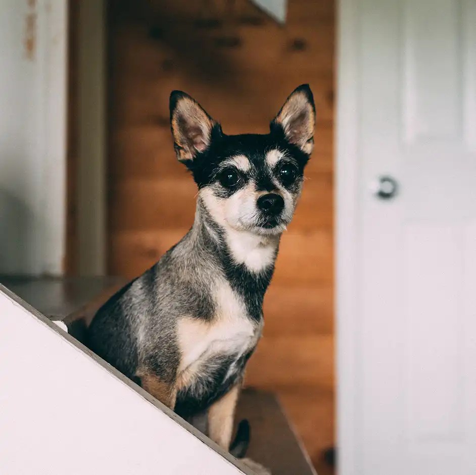Is it Safe to Keep a Dog in a Garage?