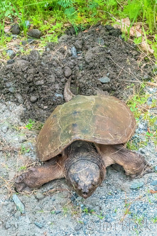 Snapping Turtle Laying Eggs Jim Block Photography