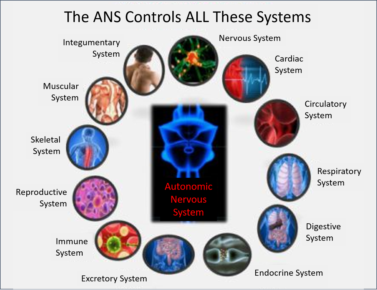 The Autonomic Nervous System and Survival Mode Integrative Bodywork, Inc
