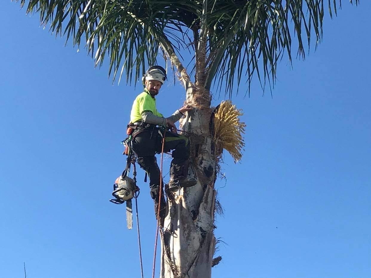 Palm Tree Removal Services Jim’s Trees NZ