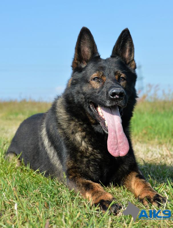 Jinopo.CZ Czech, Slovak, DDR, East German K9 working dogs