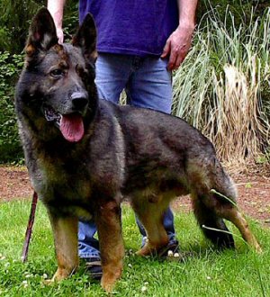 Jinopo.cz Czech, Slovak, Ddr, East German K9 Working Dogs