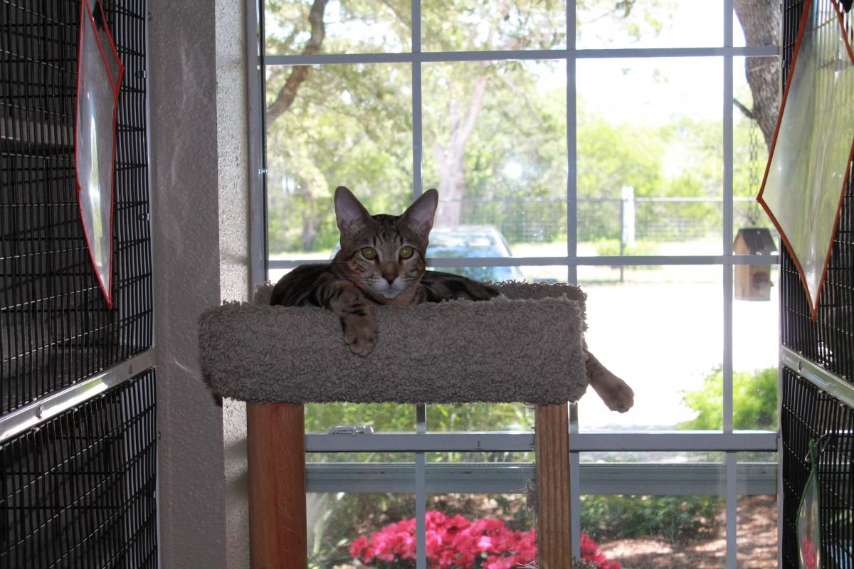 Jin's Bed and Biscuits Pet Resort and Boarding