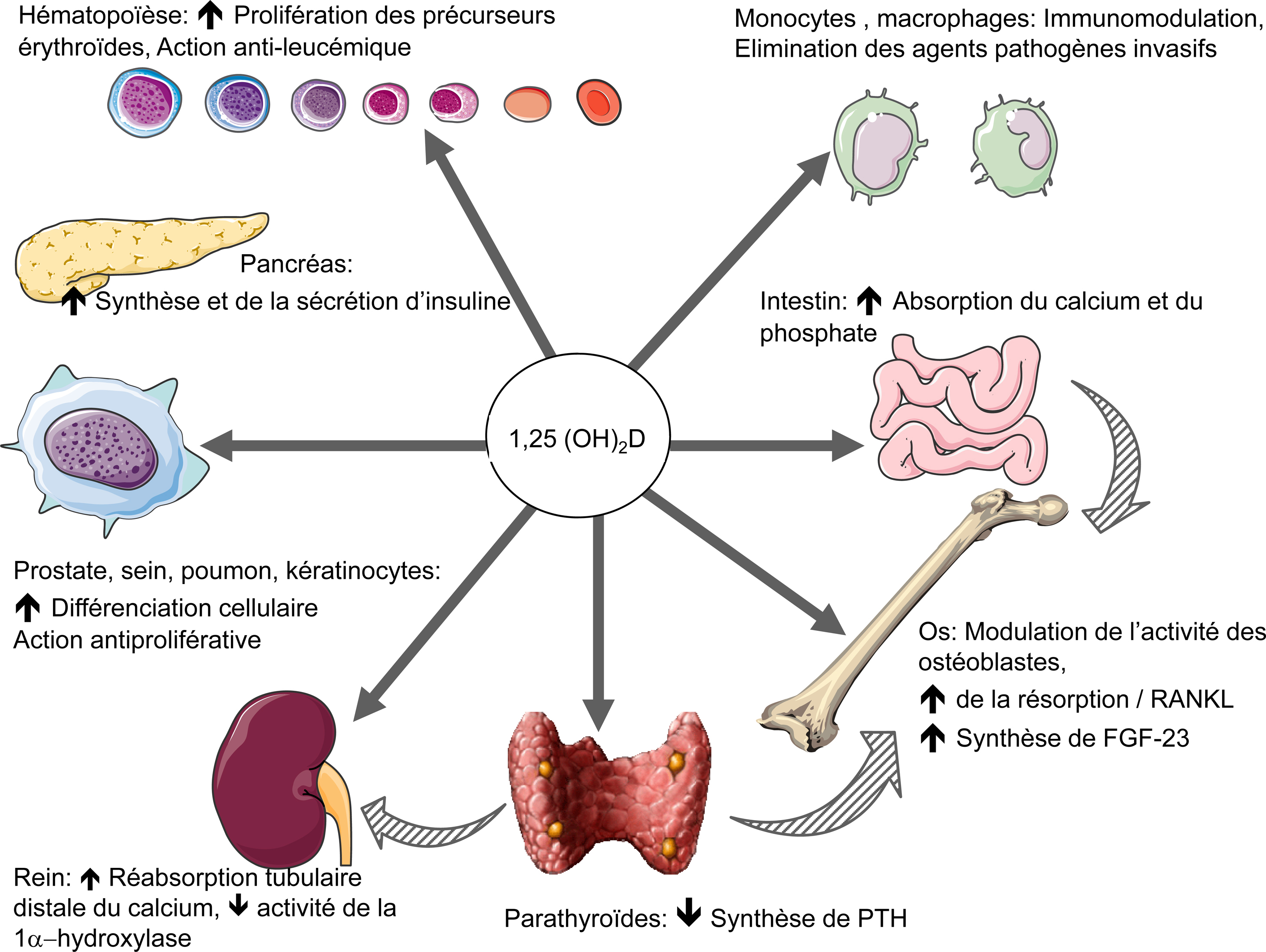 JLE Néphrologie & Thérapeutique La prescription de vitamine D chez