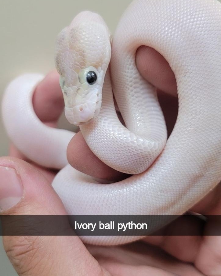 Reptiles, Amphibians and More J&M Aquatics and Pet Center