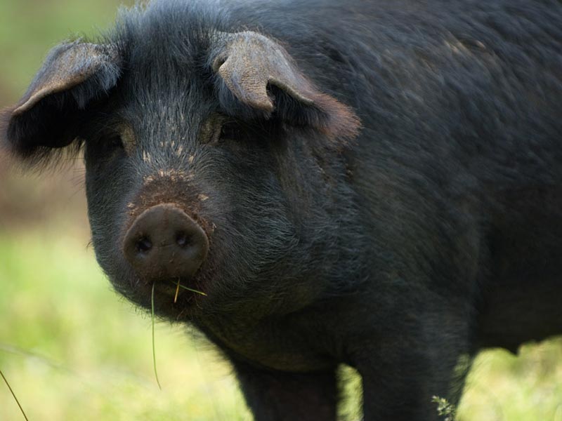 The Pig War How a Hungry Swine (Almost) Caused An Armed Conflict J
