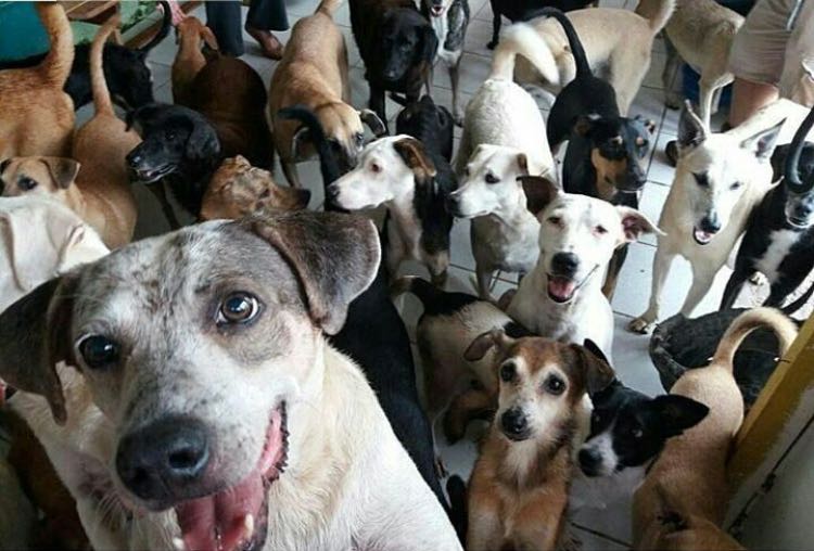 Evento Papo do Bem promove encontro de ONGs no Recife