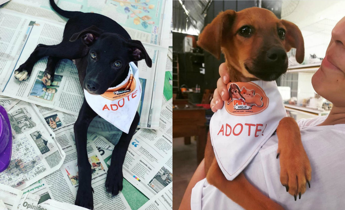 Pet Help promove feira de adoÃ§Ã£o de animais em Piedade