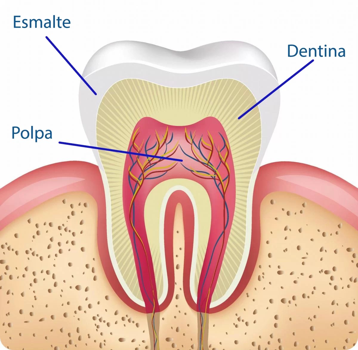anatomiadente João Müller Odontologia