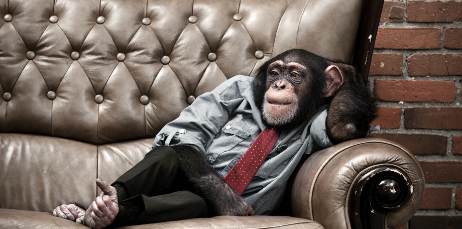 Employee Management Tips Rid Yourself of Monkeys
