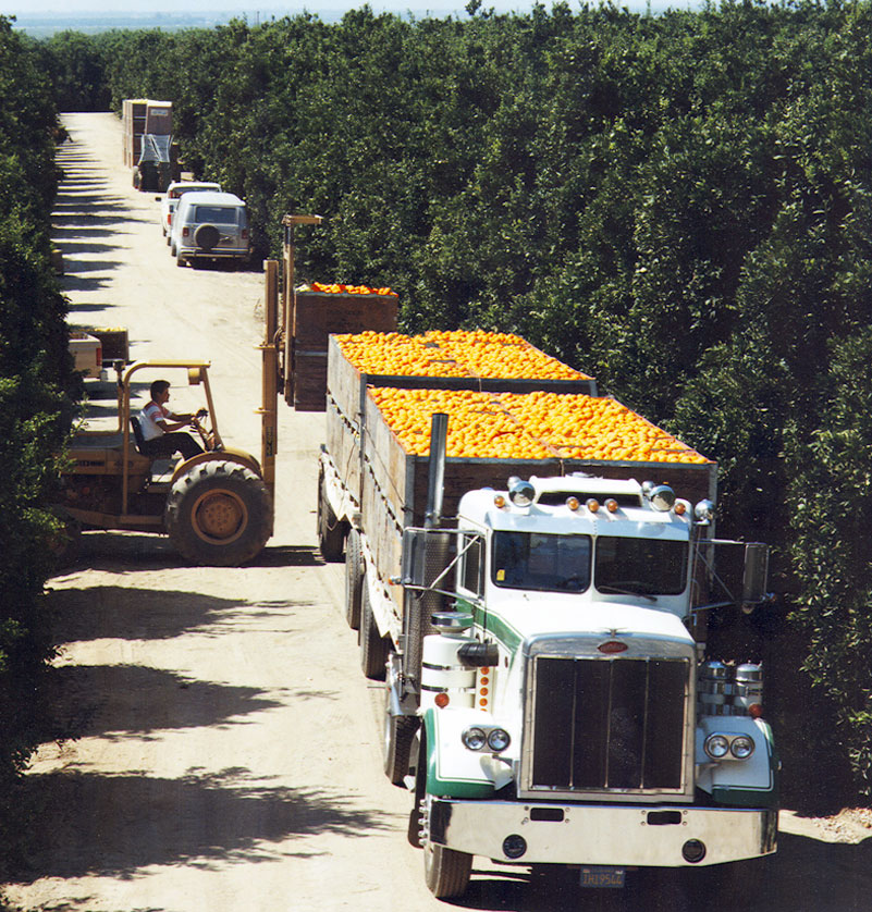 Sun Pacific Joe Produce Produce Jobs, Produce Careers, Agriculture