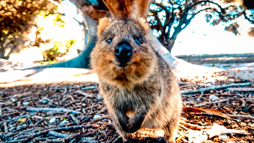 Quokka Rottnest Island