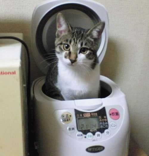 Schrodinger’s Rice Cooker The Adventures of Accordion Guy in the 21st