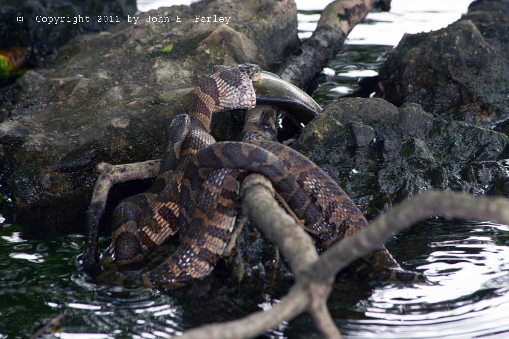 Notice how the mouth stretches to the fish.