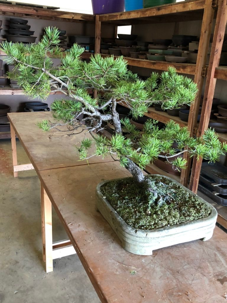 Inside Out Repotting…..Part Two John Hanby Bonsai(023)