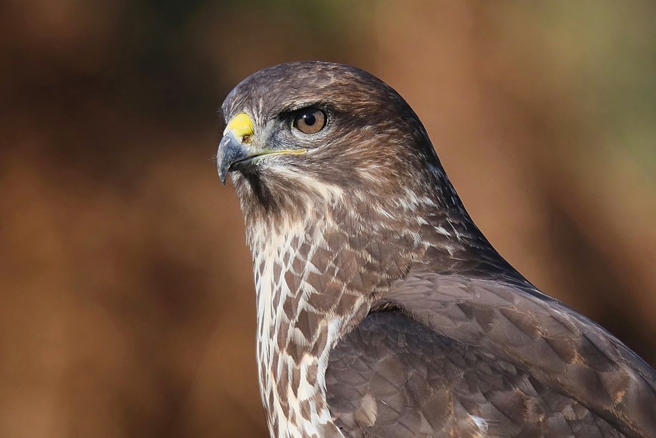 The Buzzard (Buteo buteo) John Moore Museum