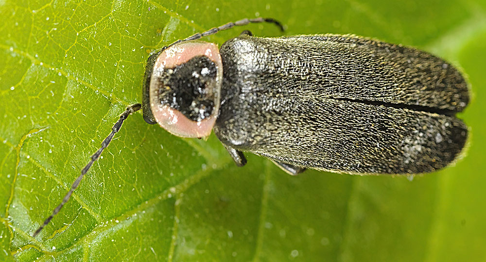 Insects in an Urban Garden Coleoptera