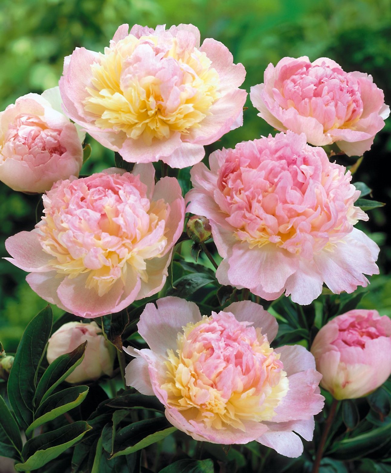 In Focus Peony Raspberry Sundae