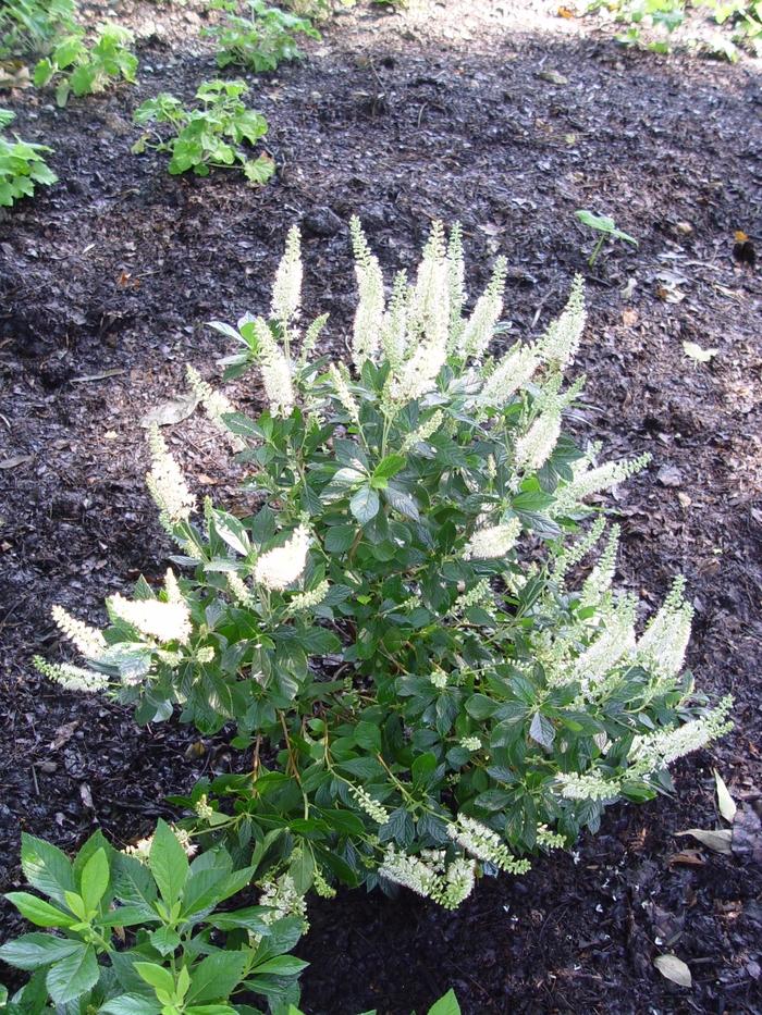 Clethra alnifolia 'Hummingbird' Summersweet from Johnson Farms, Inc.