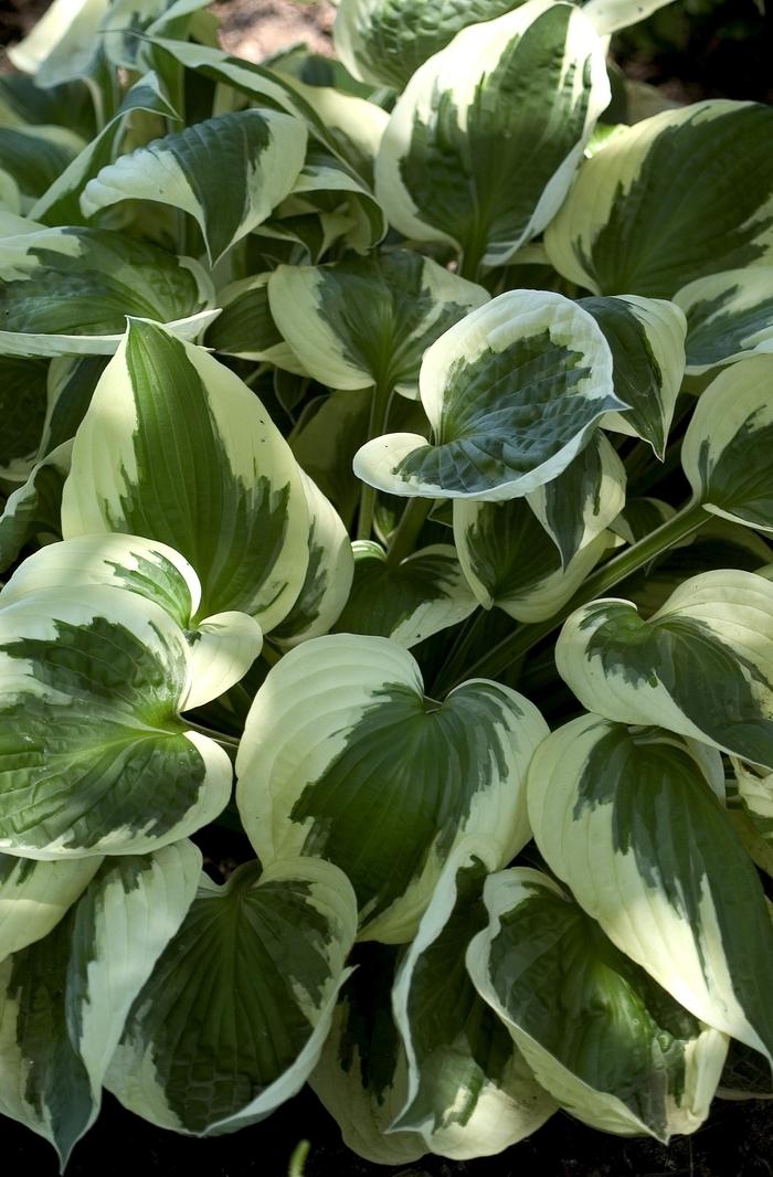 Hosta 'Patriot' Hosta, Plantain Lily from Johnson Farms, Inc.