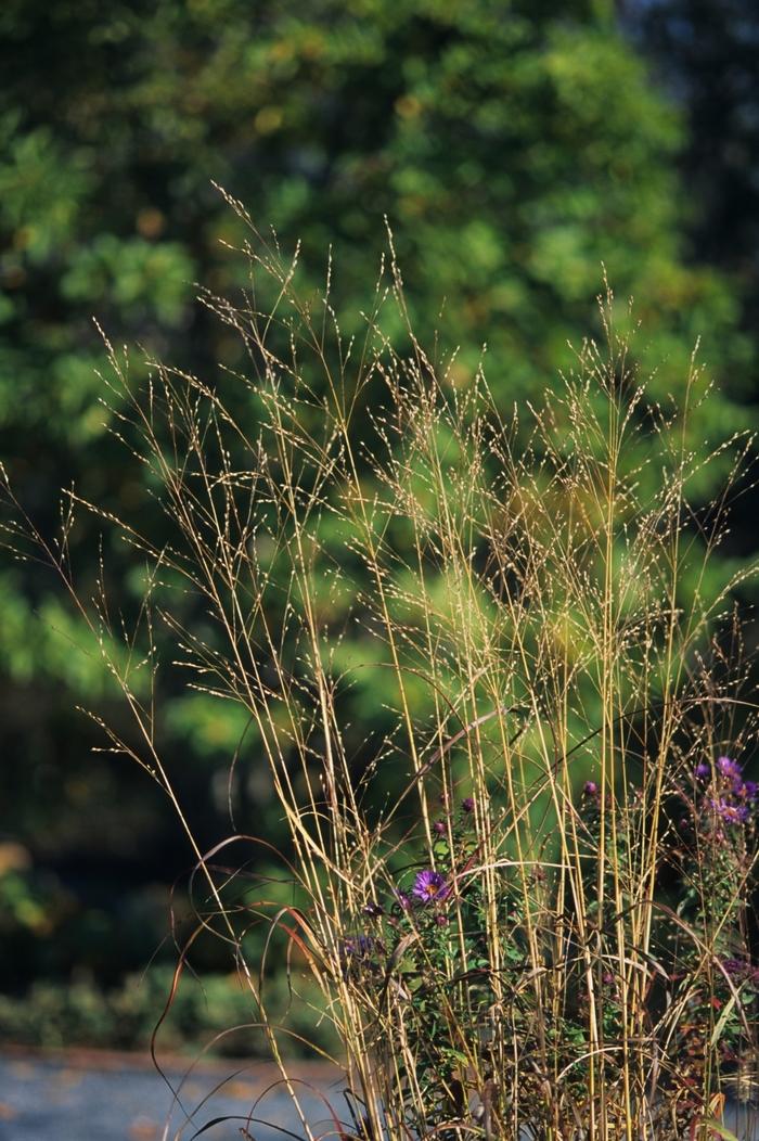 Panicum virgatum 'Rostrahlbusch ('Hanse Herms')' Switch Grass from