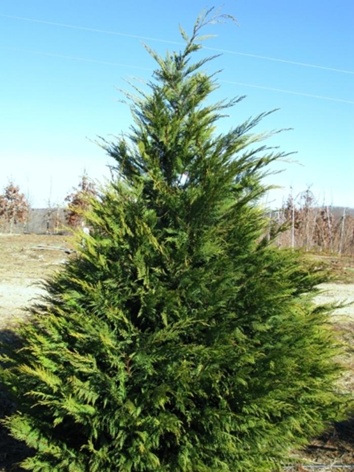 Cupressocyparis leylandii Leyland Cypress from Johnson Farms, Inc.