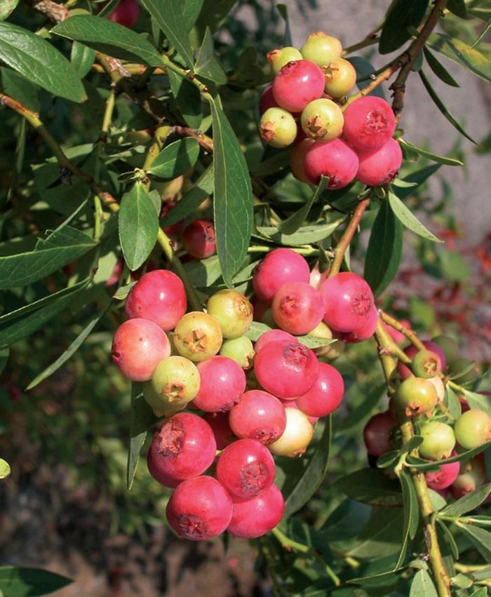 Vaccinium 'Pink Lemonade' Blueberry from Johnson Farms, Inc.