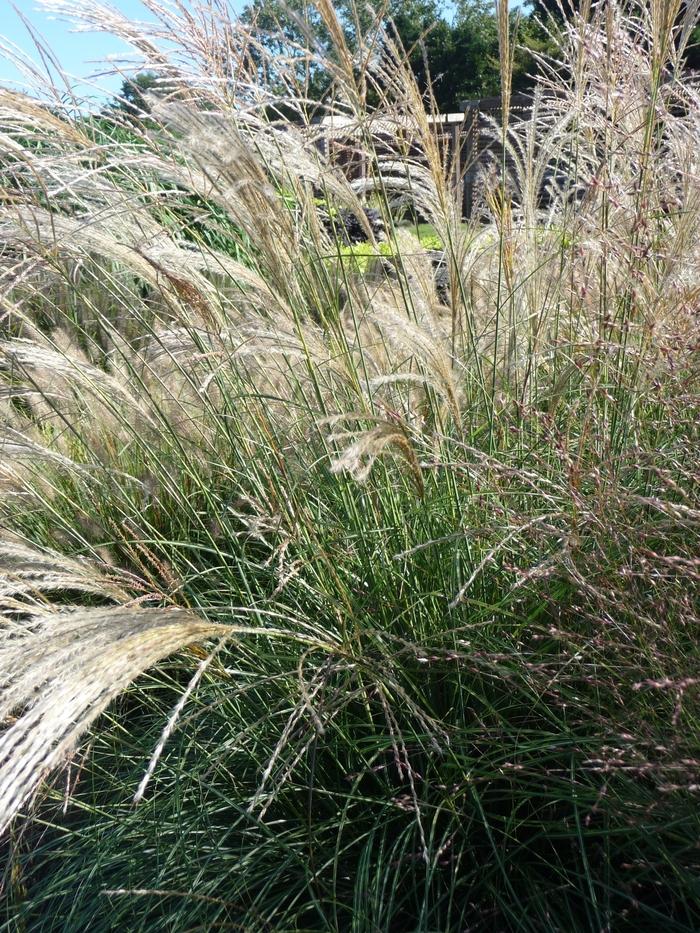 Miscanthus sinensis 'Gracillimus' Ornamental Grass from Johnson Farms, Inc.