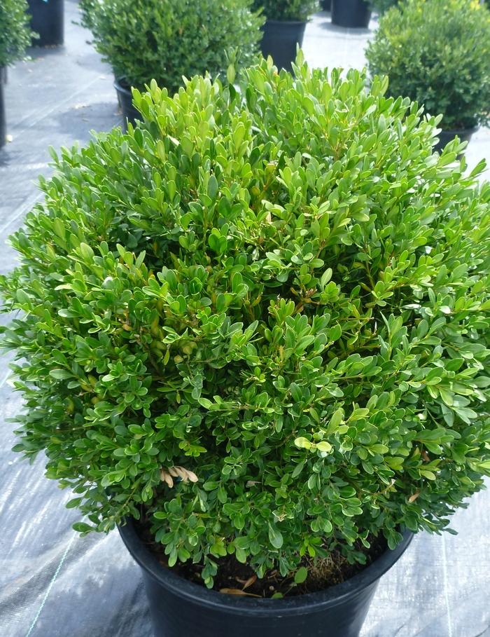 Buxus 'Green Gem' Boxwood from Johnson Farms, Inc.