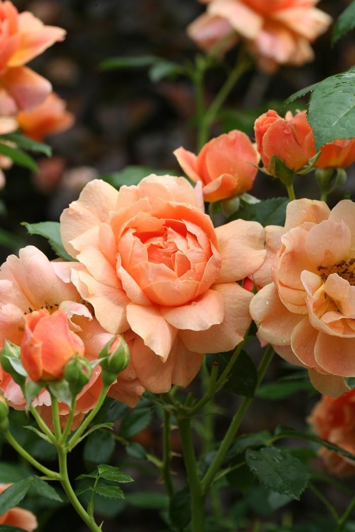 Rosa 'At Last®' Shrub Rose from Johnson Farms, Inc.