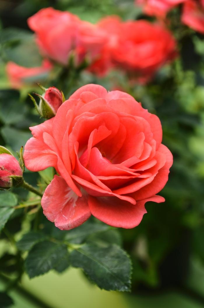 Rosa 'Coral' Rose from Johnson Farms, Inc.