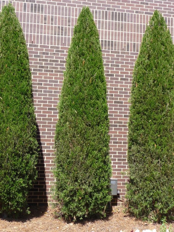 Thuja 'Green Giant' Giant Arborvitae from Johnson Farms, Inc.