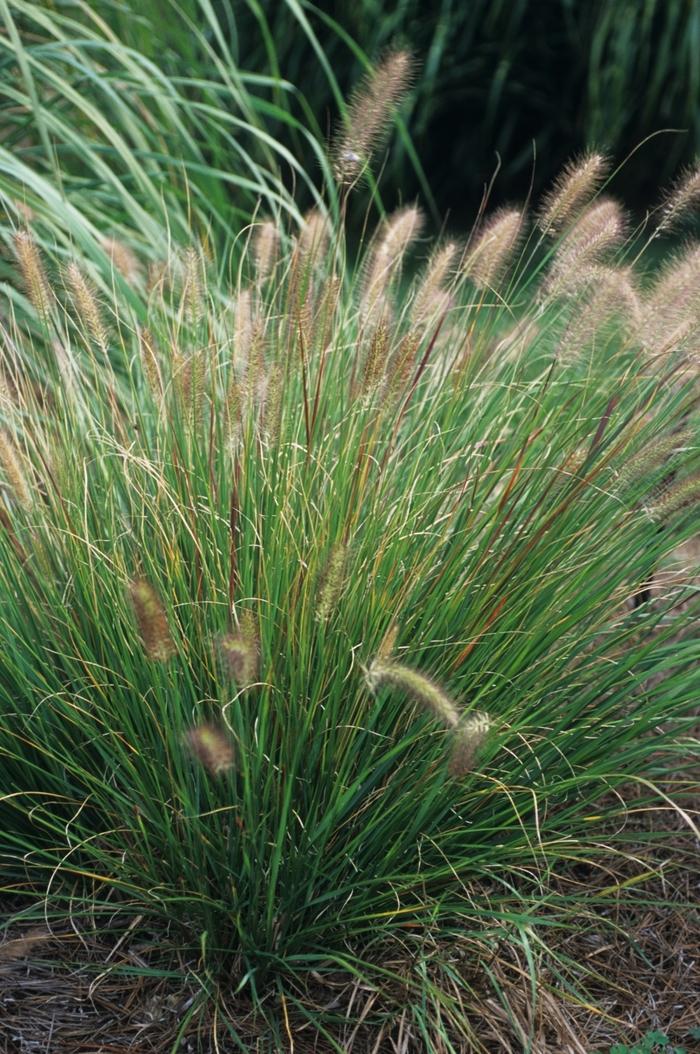 Pennisetum alopecuroides Fountain Grass from Johnson Farms, Inc.