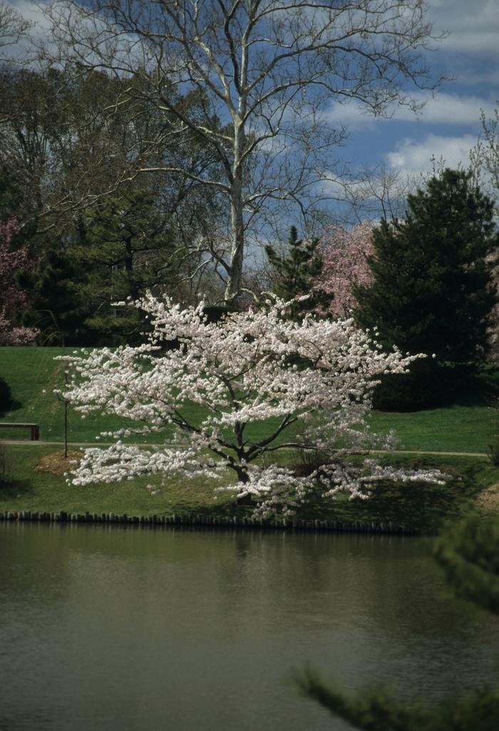 Prunus x yedoensis Yoshino Cherry from Johnson Farms, Inc.