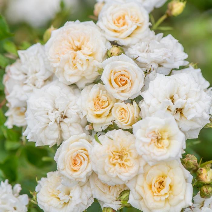 Rosa 'White' Rose from Johnson Farms, Inc.