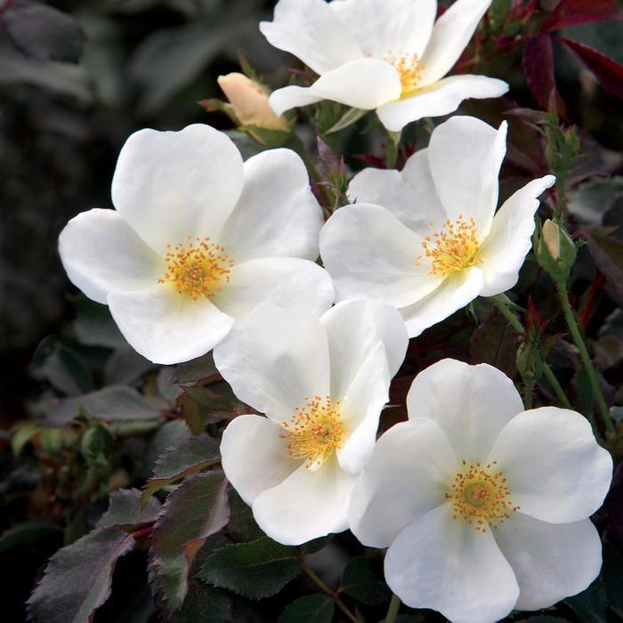 Rosa Knock Out® 'White' Rose from Johnson Farms, Inc.