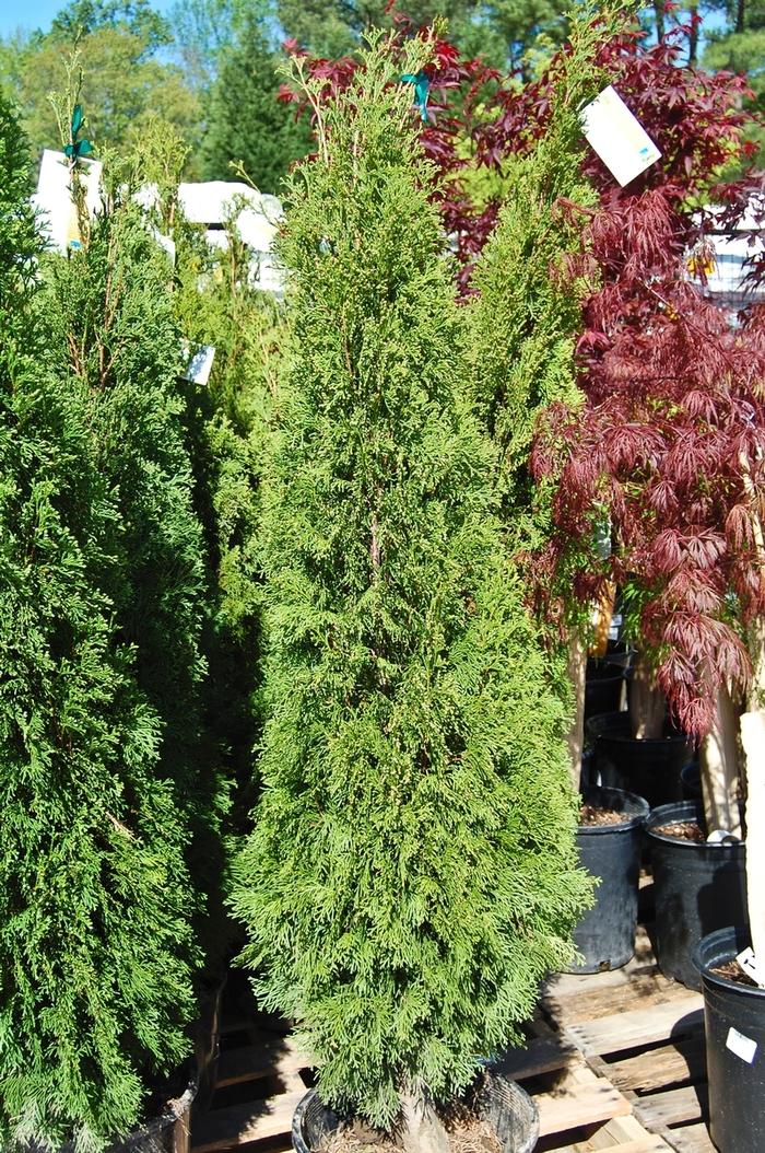 Thuja occidentalis 'Emerald ('Smaragd')' Arborvitae from Johnson Farms