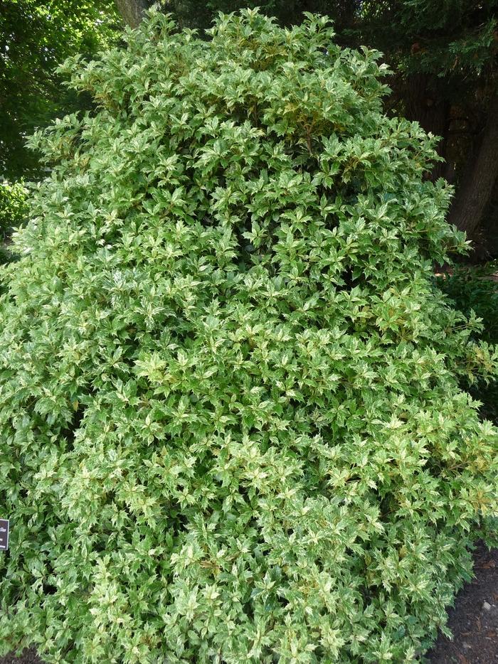 Osmanthus heterophyllus 'Goshiki' Gold Dust Holly from Johnson Farms, Inc.