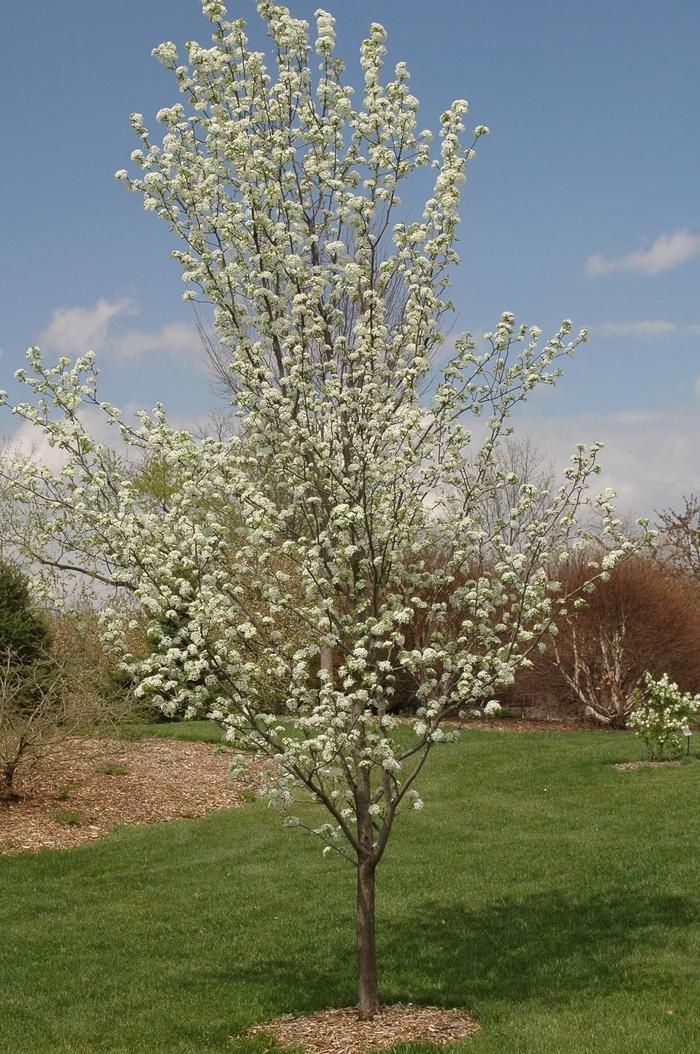 Pyrus calleryana 'Redspire' Redspire Pear from Johnson Farms, Inc.