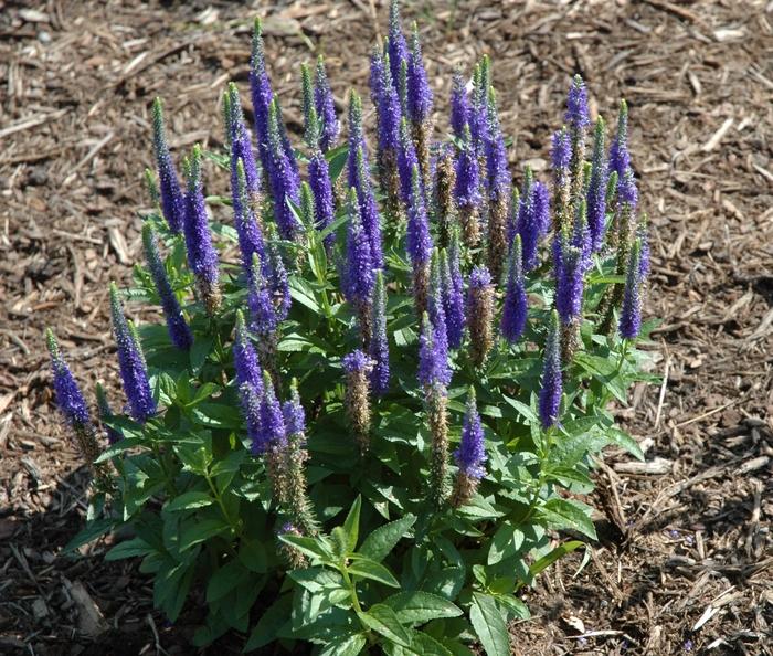 Veronica spicata 'Royal Candles' Speedwell from Johnson Farms, Inc.