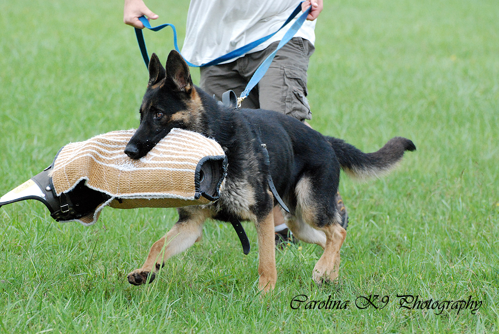 JohnsonHaus Dog Training Pictures
