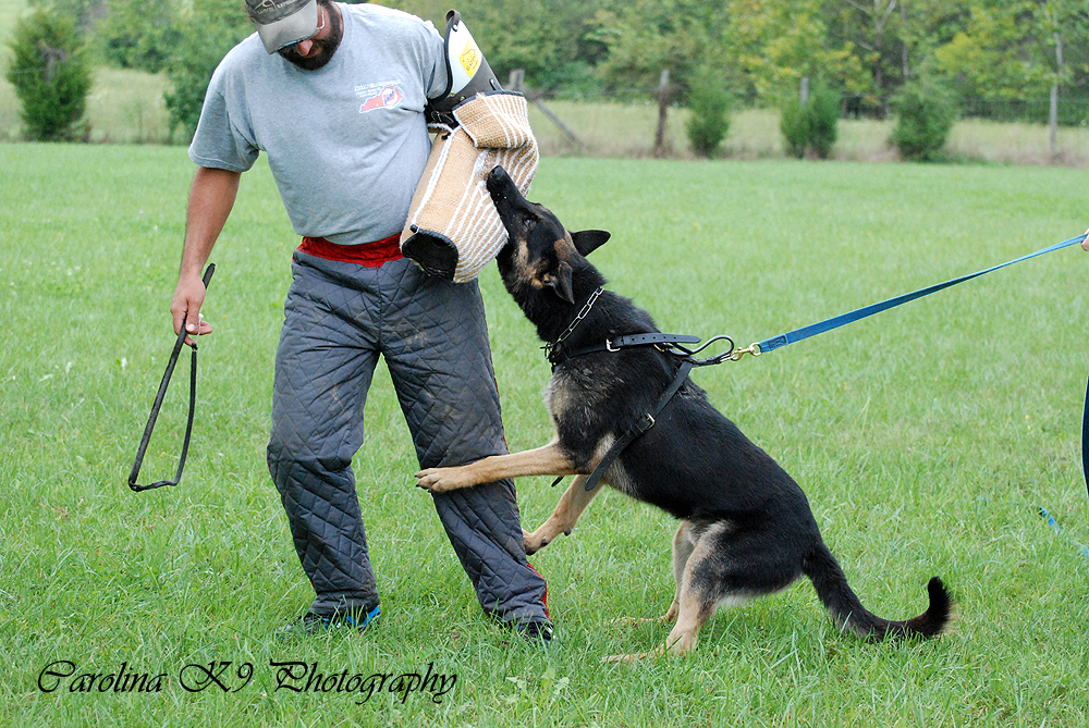 JohnsonHaus Dog Training Pictures