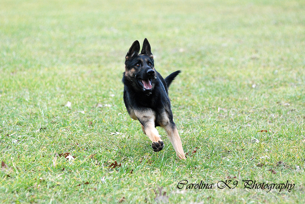 JohnsonHaus Dog Training Pictures