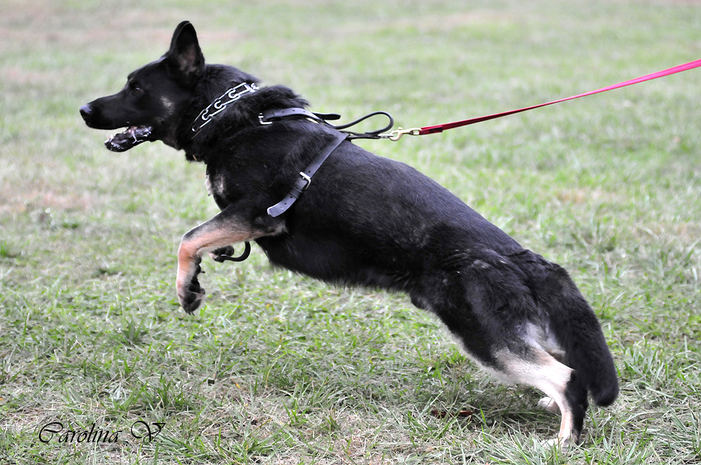 JohnsonHaus Dog Training Pictures