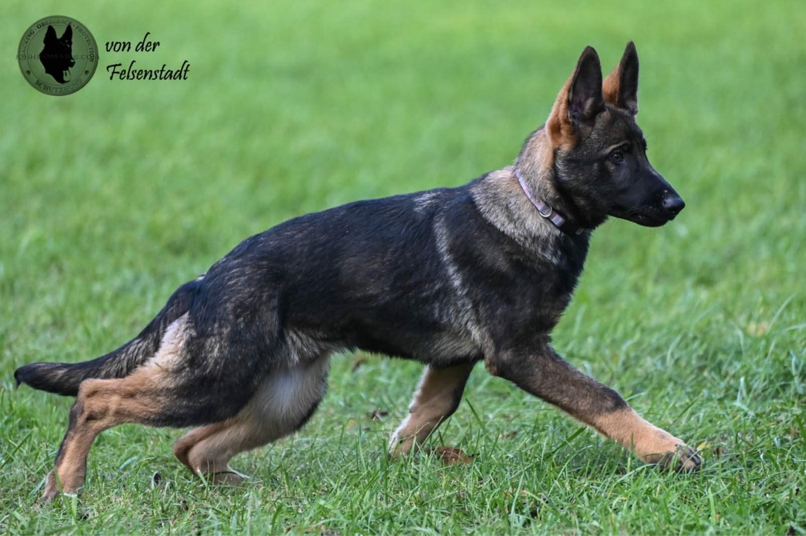 Are German Shepherds Good Companions