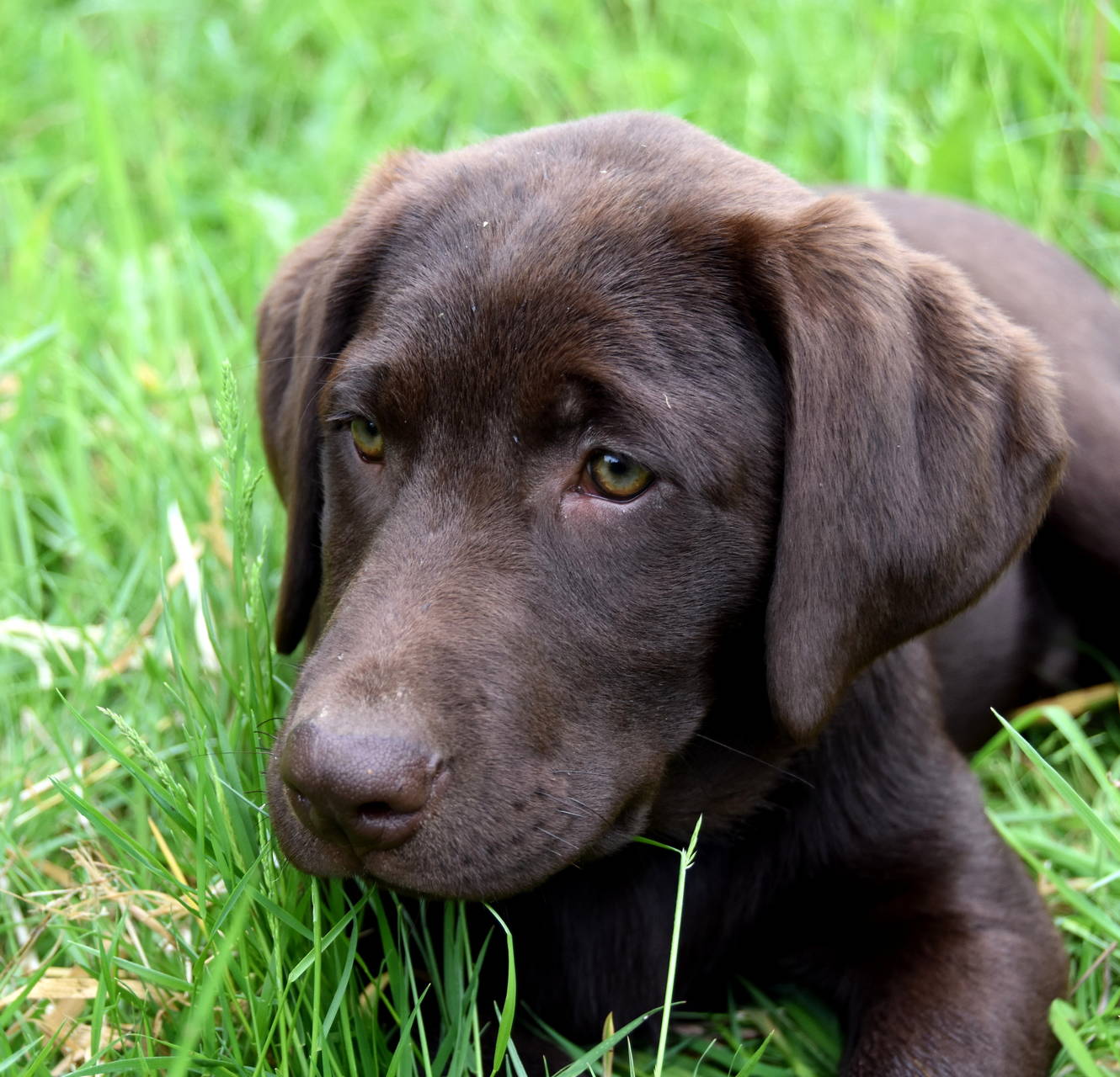 Our Labradors"Copper" Johnson Point Labradors