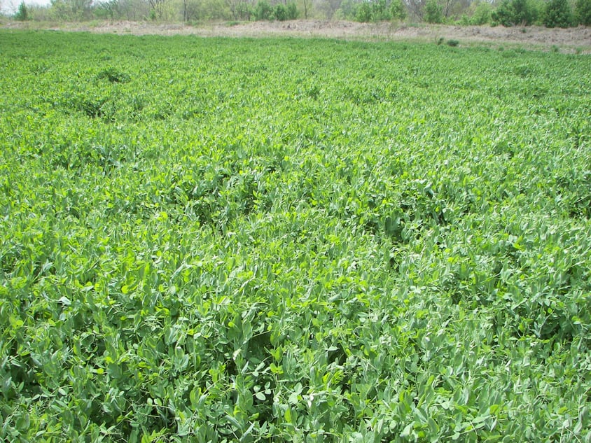 AUSTRIAN WINTER PEAS Johnston Seed Company