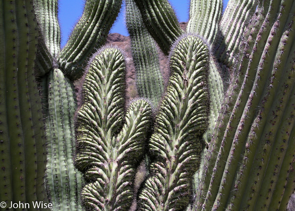 Organ Pipe National Monument John Wise